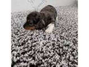 Dachshund Puppy for sale in Price, UT, USA