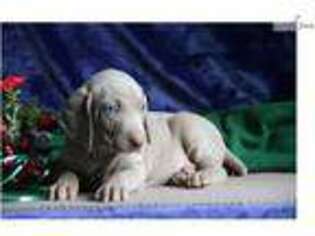 Weimaraner Puppy for sale in Harrisburg, PA, USA