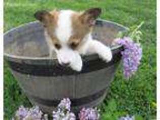 Pembroke Welsh Corgi Puppy for sale in Westminster, MD, USA