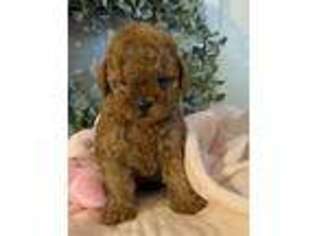 Mutt Puppy for sale in Duncan, OK, USA