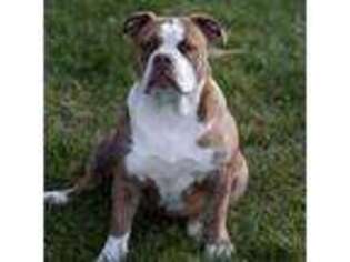 Olde English Bulldogge Puppy for sale in Jones, MI, USA
