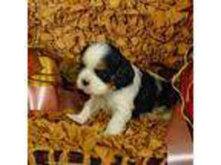 Cavalier King Charles Spaniel Puppy for sale in Americus, GA, USA