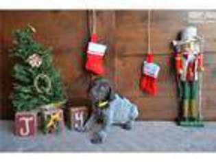 German Shorthaired Pointer Puppy for sale in Orem, UT, USA