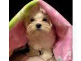 Maltese Puppy for sale in GREAT BEND, PA, USA