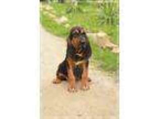 Bloodhound Puppy for sale in Vandalia, MO, USA