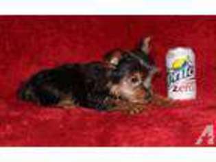 Yorkshire Terrier Puppy for sale in DUBLIN, GA, USA