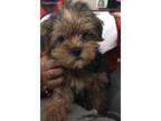 Shorkie Tzu Puppy for sale in West Orange, NJ, USA