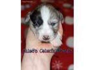 Pembroke Welsh Corgi Puppy for sale in Garrett, IN, USA