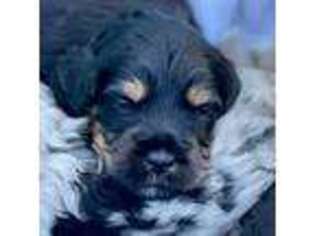 Mutt Puppy for sale in North Liberty, IA, USA