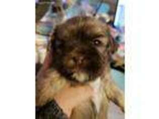 Mutt Puppy for sale in Palmdale, CA, USA