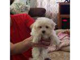 Maltese Puppy for sale in Caldwell, ID, USA