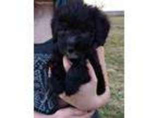 Goldendoodle Puppy for sale in North Liberty, IN, USA