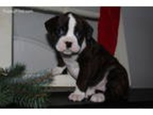 Boxer Puppy for sale in Berlin, OH, USA
