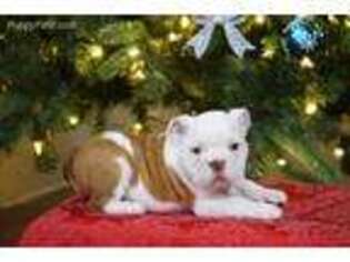 Bulldog Puppy for sale in Billings, MO, USA