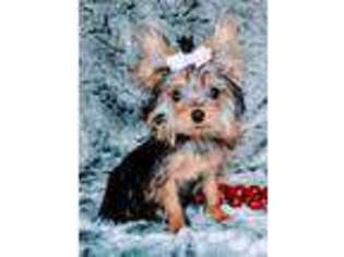 Yorkshire Terrier Puppy for sale in Maple Lake, MN, USA