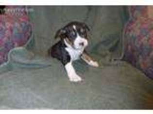 Rat Terrier Puppy for sale in Shelbyville, MI, USA