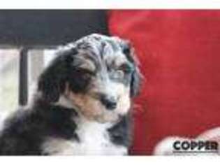 Mutt Puppy for sale in Byron Center, MI, USA