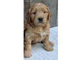 Goldendoodle Puppy for sale in Empire, MI, USA