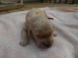Golden Retriever Puppy for sale in Waynesville, NC, USA