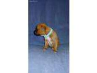 Boxer Puppy for sale in Maryville, MO, USA