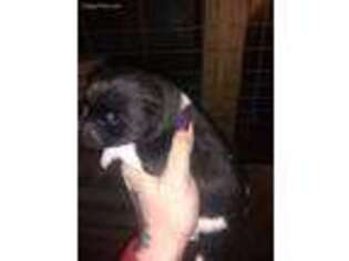 Akita Puppy for sale in Mound City, MO, USA