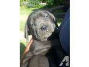 Cane Corso Puppy for sale in SAINT LOUIS, MO, USA