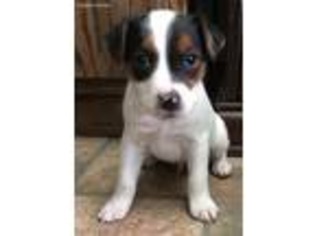 Jack Russell Terrier Puppy for sale in Springerville, AZ, USA