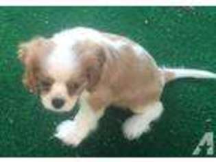 Cavalier King Charles Spaniel Puppy for sale in DALLAS, TX, USA