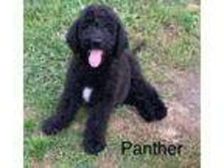 Saint Berdoodle Puppy for sale in Mansfield, OH, USA