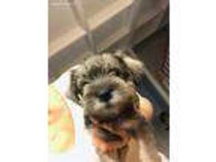 Mutt Puppy for sale in Fresh Meadows, NY, USA