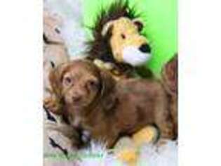 Dachshund Puppy for sale in Sweet Springs, MO, USA