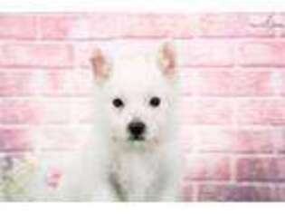 West Highland White Terrier Puppy for sale in Baltimore, MD, USA