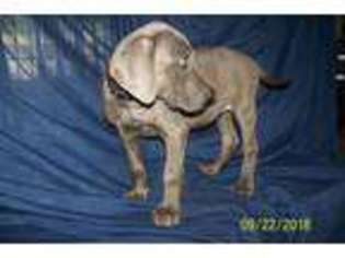 Great Dane Puppy for sale in CORAPEAKE, NC, USA
