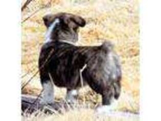 Pembroke Welsh Corgi Puppy for sale in Moffat, CO, USA