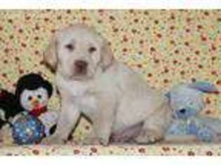 Labrador Retriever Puppy for sale in Millersburg, OH, USA