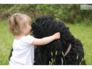 Black Russian Terrier Puppy for sale in New York, NY, USA