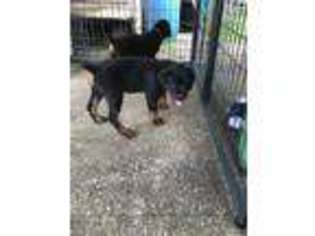 Rottweiler Puppy for sale in Plant City, FL, USA