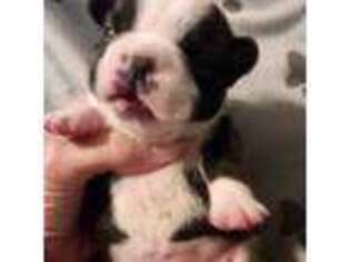 French Bulldog Puppy for sale in Kerens, TX, USA