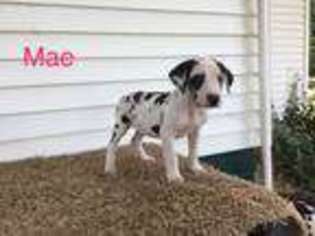 Great Dane Puppy for sale in Montgomery, IN, USA