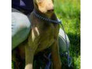 Doberman Pinscher Puppy for sale in Lascassas, TN, USA