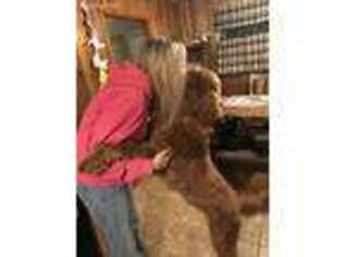 Goldendoodle Puppy for sale in Hopkinsville, KY, USA