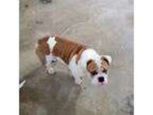 Bulldog Puppy for sale in Plainview, NY, USA