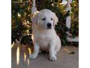 Golden Retriever Puppy for sale in Mount Vernon, TX, USA