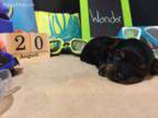 Cavapoo Puppy for sale in Lawton, IA, USA