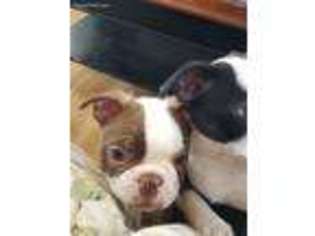 Boston Terrier Puppy for sale in Wilton, NH, USA