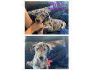 Great Dane Puppy for sale in Homestead, FL, USA