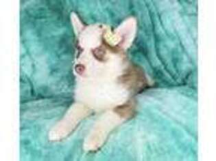 Siberian Husky Puppy for sale in Vernon, CT, USA