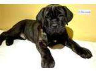 Mutt Puppy for sale in Oklahoma City, OK, USA