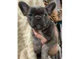 French Bulldog Puppy for sale in Yucaipa, CA, USA