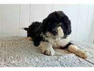 Portuguese Water Dog Puppy for sale in South Bend, IN, USA